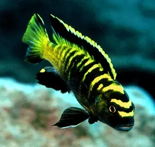 Neuheit Pseudotropheus flavus / Malawibuntbarsch