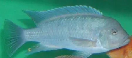 Pseudotropheus zebra red - blue / Zebrabuntbarsch rot blau Neue Kollektion