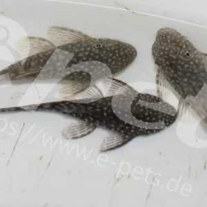 Ancistrus dolichopterus / Antennenwels Neue Ware