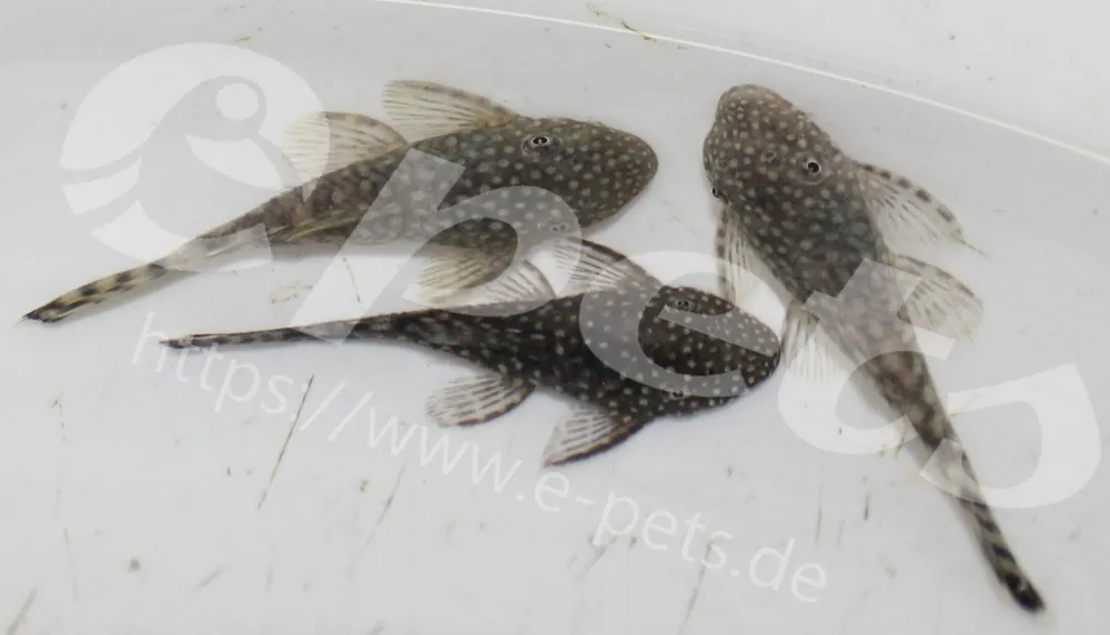Ancistrus dolichopterus / Antennenwels Neue Ware