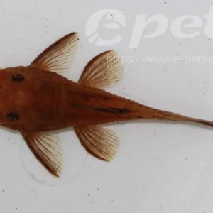 Sonderangebot LDA - 16 Ancistrus sp. / Roter Ancistrus