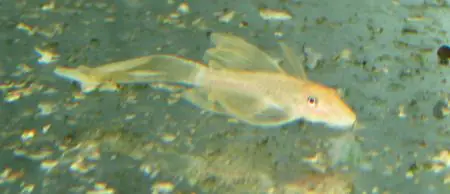 Sonderaktion L - 144 Ancistrus sp.GOLD black eye long fin / Antenenw.gold schw.Augen schleier