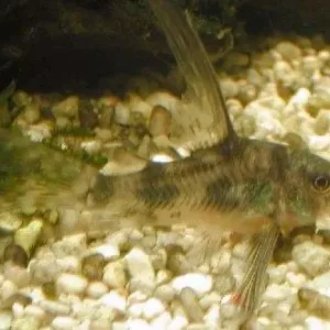 Corydoras paleatus long fin / Marmorierter Panzerwels Schleier Neuheit