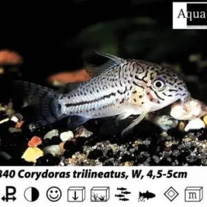 Corydoras trilineatus / Dreilinien Panzerwels Mega-Angebot