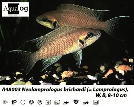 Neolamprologus brichardi / Prinzessin von Burundi / Gabelschwanzbuntbarsch Bestpreis