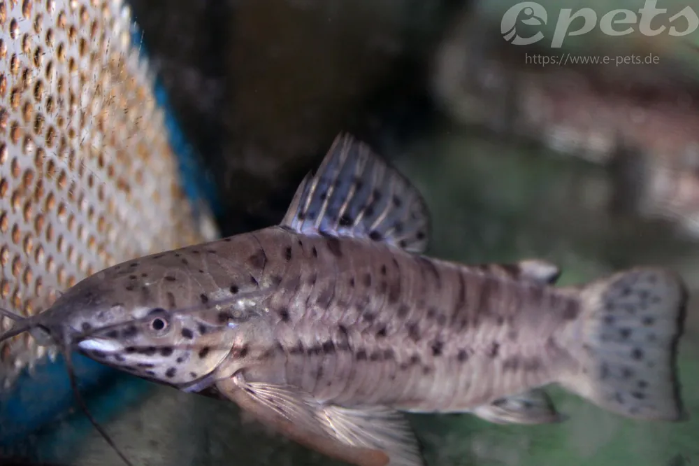 Gemalter Schwielenwels / Hoplosternum thoracatum Direkt Vom Hersteller