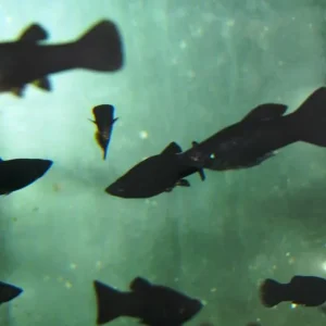 Poetilia shenops Black Molly Neuheit