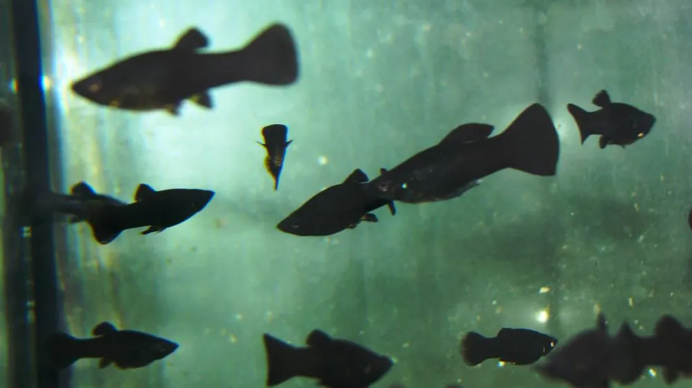 Poetilia shenops Black Molly Neuheit