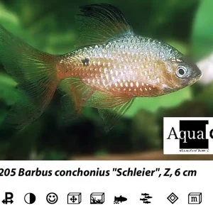 Billig Puntius conchonius long fin / Prachtbarbe schleier