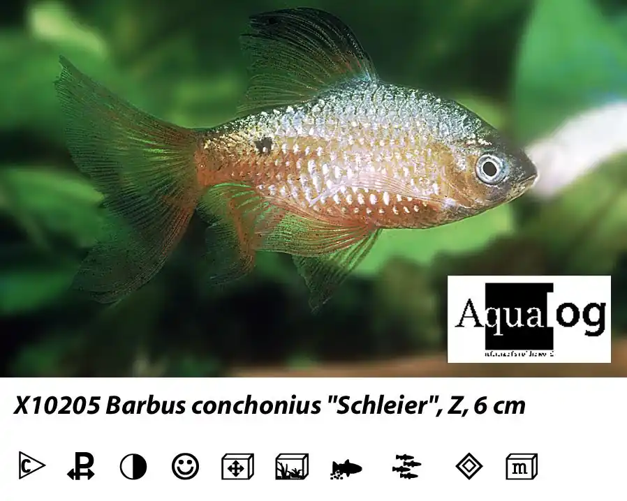Billig Puntius conchonius long fin / Prachtbarbe schleier