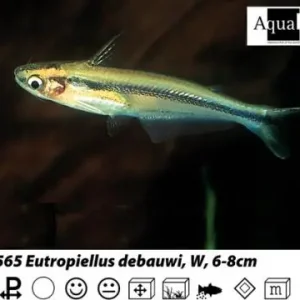 Geprüft Eutropiellus debauwi Schwalbenschwanz-Glaswels