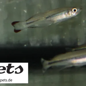 Bedotia geayi Madagaskar-Ährenfisch Meistverkauft