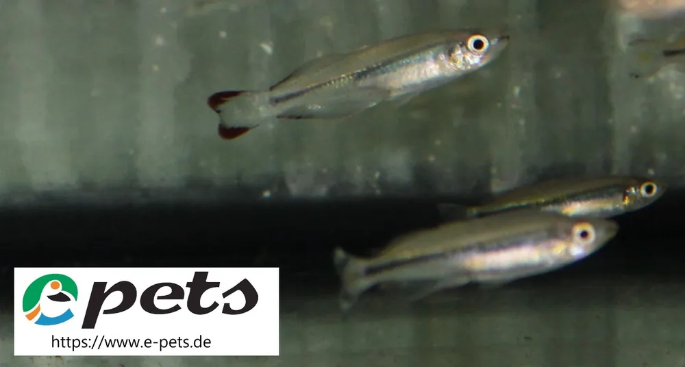 Bedotia geayi Madagaskar-Ährenfisch Meistverkauft