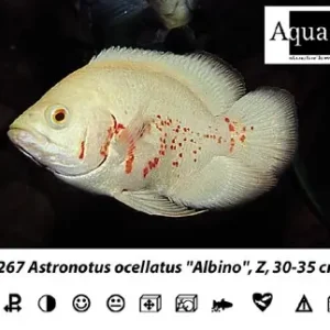 Astronotus ocellatus Red Tiger albino / Pfauenaugenbuntbarsch albino Red Tiger Schneller Versand