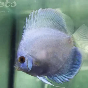 Wochenendangebot Symphysodon discus diamond blue / Diskus diamond blue