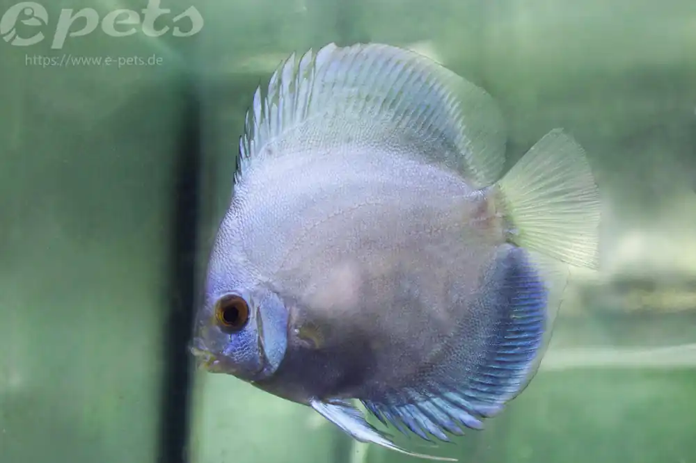 Wochenendangebot Symphysodon discus diamond blue / Diskus diamond blue