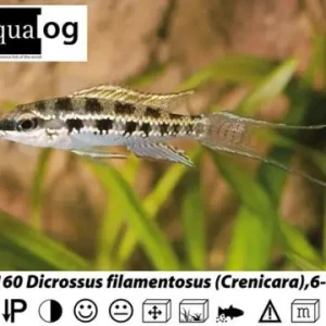 Sonderaktion Crenicara / Dicrossus filamentosa / Gabelschwanz - Schachbrettcichlide