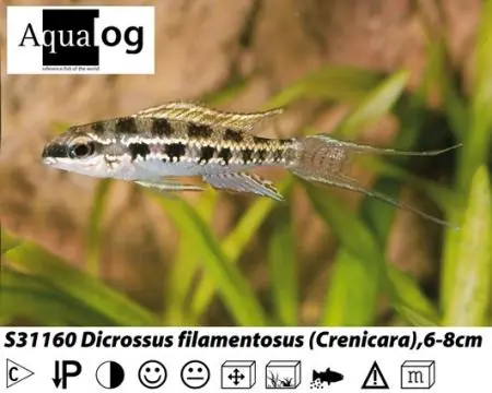 Sonderaktion Crenicara / Dicrossus filamentosa / Gabelschwanz - Schachbrettcichlide
