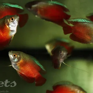 Bestseller Colisa lalia royal red male / Zwergfadenfisch superrot männlich
