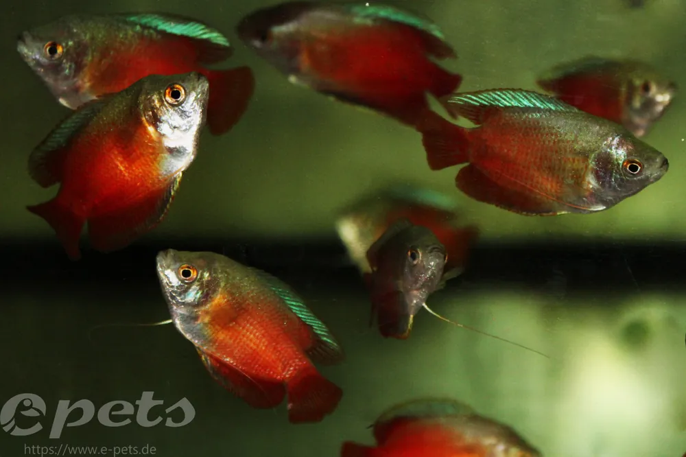 Bestseller Colisa lalia royal red male / Zwergfadenfisch superrot männlich