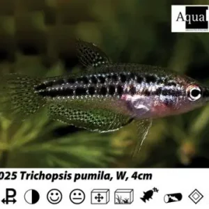 Expressversand Trichopsis pumila Knurrender Zwerggurami