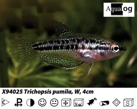 Expressversand Trichopsis pumila Knurrender Zwerggurami