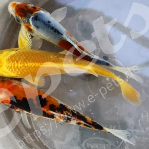 Jetzt Kaufen Karp koi mix 'A' / Koi mix 'A' tschechische Nachzucht