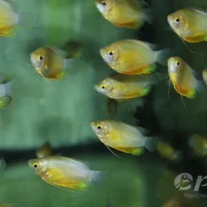 Billig Colisa labiosa orange / Dicklippiger Fadenfisch rot