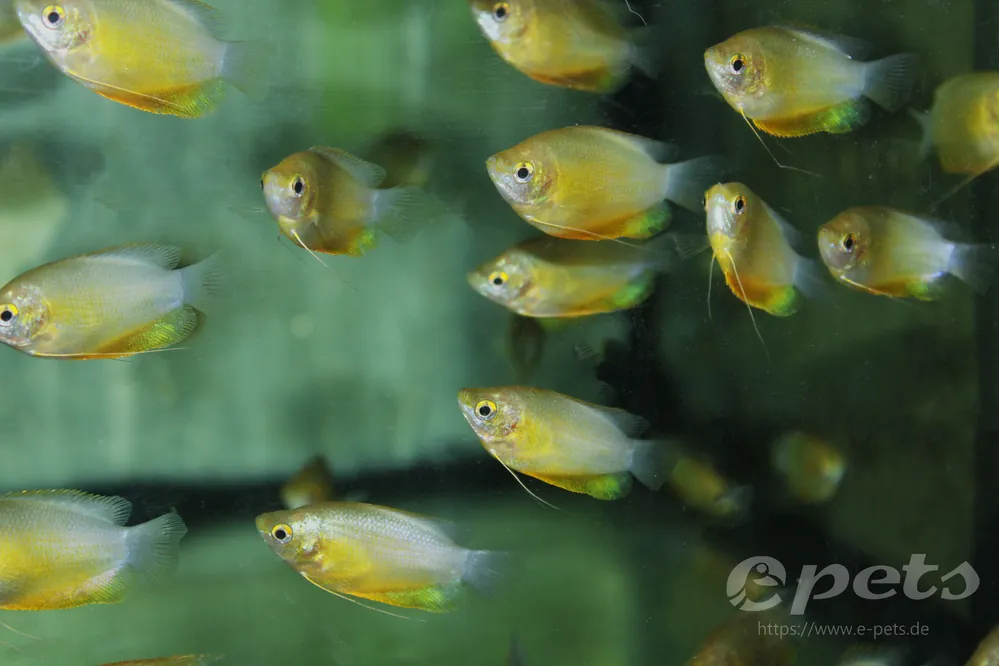 Billig Colisa labiosa orange / Dicklippiger Fadenfisch rot