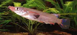 Nomorhamphus liemi WF Versand Am Gleichen Tag