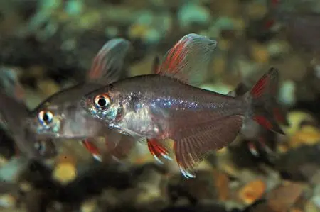 Hyphessobrycon bentosi white fin /Schmucksalmler weiss flossen Finale Aktion