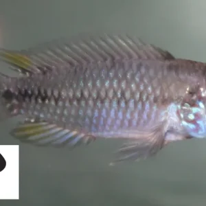 Apistogramma sp. opal / Opal Zwergbuntbarsch Geprüft