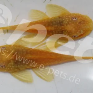 Ancistrus sp. gold / Antennenwels gold Direkt Vom Hersteller