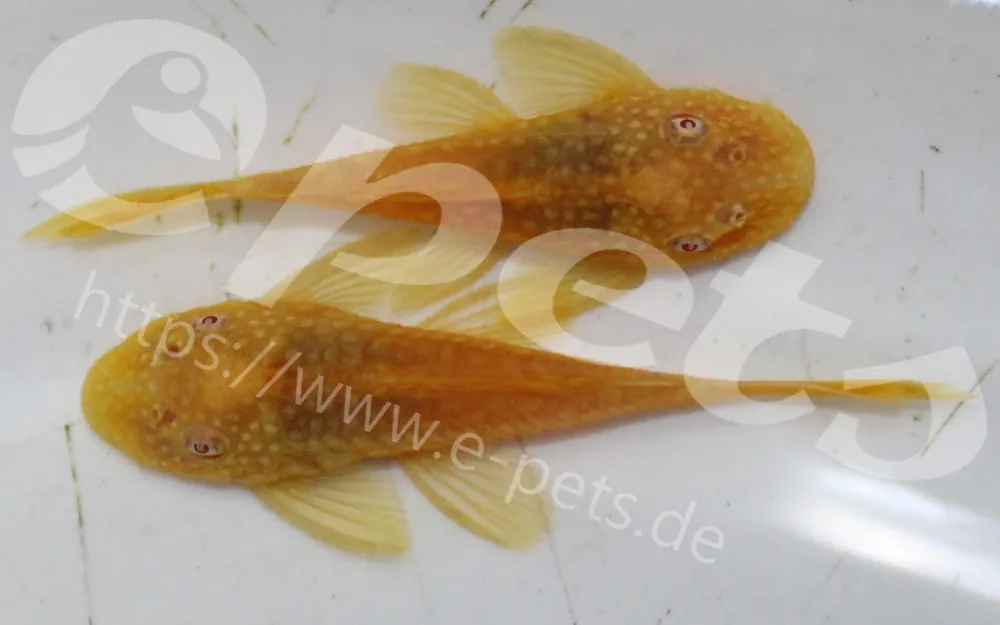 Ancistrus sp. gold / Antennenwels gold Direkt Vom Hersteller
