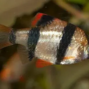 Solange Der Vorrat Reicht Capoeta tetrazona / Sumatrabarbe natur