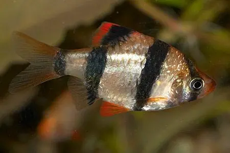 Solange Der Vorrat Reicht Capoeta tetrazona / Sumatrabarbe natur