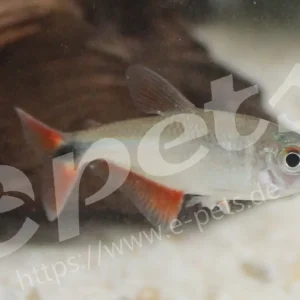 Knallerangebot Hemigrammus caudovittatus / Rautenflecksalmler