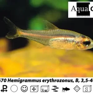 Versand Am Gleichen Tag Hemigrammus erythrozonus / Glühlichtsalmler