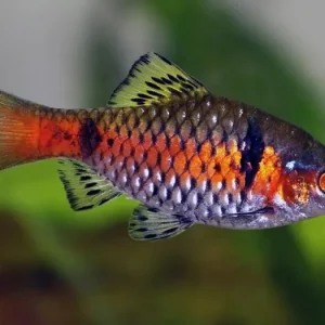 Barbus sp.Odessa / Odessabarbe Garantierte Lieferung