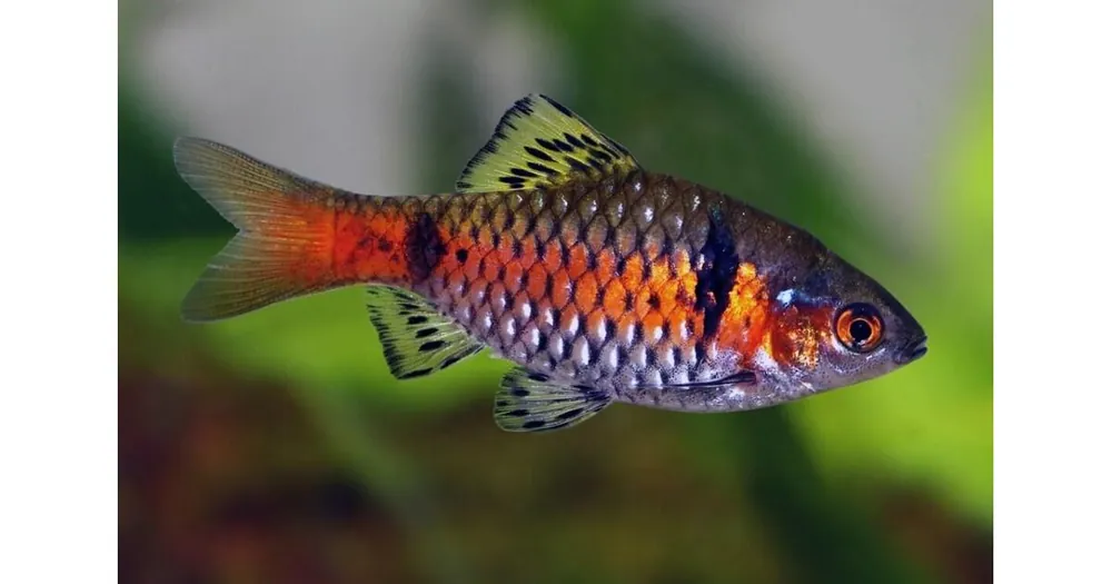 Barbus sp.Odessa / Odessabarbe Garantierte Lieferung