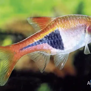 Knallerangebot Rasbora / Trigonostigma heteromorpha / Keilfleckbärbling
