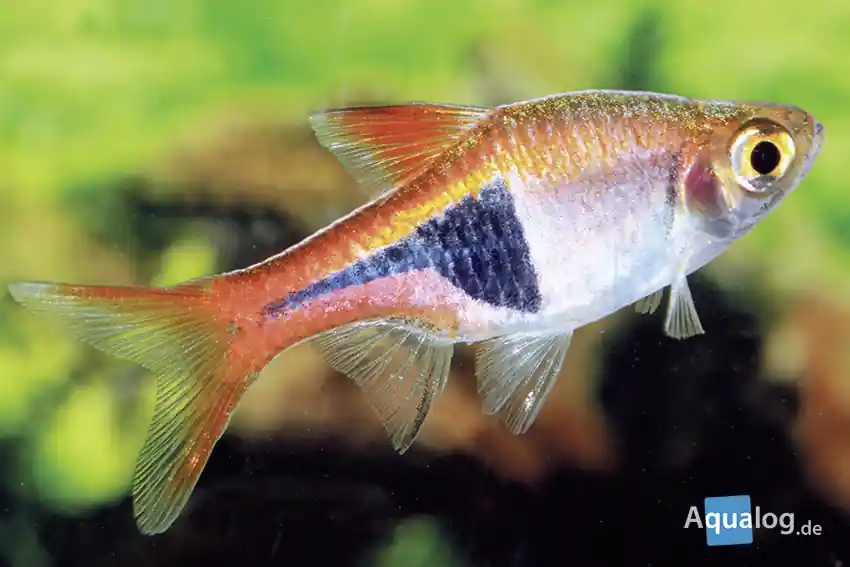 Knallerangebot Rasbora / Trigonostigma heteromorpha / Keilfleckbärbling