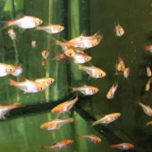 Rasbora heteromorpha gold / Keilfleckbärbling gold Top-Angebot