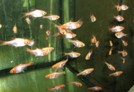 Rasbora heteromorpha gold / Keilfleckbärbling gold Top-Angebot