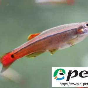 Garantierte Lieferung Tanichthys albonubes / Kardinalfisch