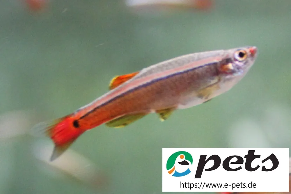 Garantierte Lieferung Tanichthys albonubes / Kardinalfisch