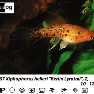 Heißes Angebot Xiphop.helleri Berlin lyra / Schwertträger Berlin lyra