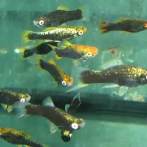Expressversand Xiphophorus helleri black / Schwertträger schwarz