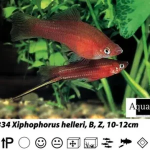 Xiphop.helleri red / Schwertträger rot Ausverkauf