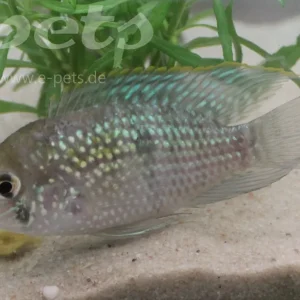 Abverkauf Aequidens pulcher ( latifrons ) / Blaupunktbuntbarsch